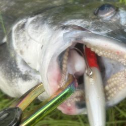 バスタックルでハクパターン遊び