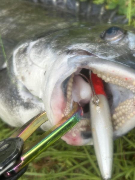 バスタックルでハクパターン遊び