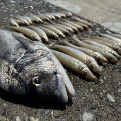 ★★キス釣りでまさかの大物との出会い★★