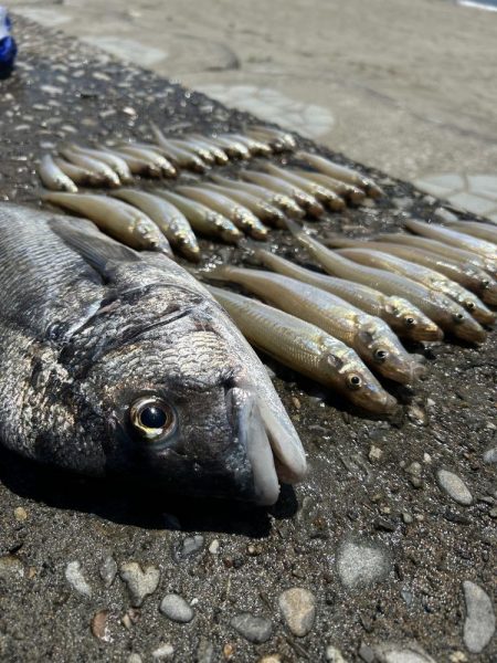 ★★キス釣りでまさかの大物との出会い★★