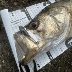 どちゃ濁りの導流堤