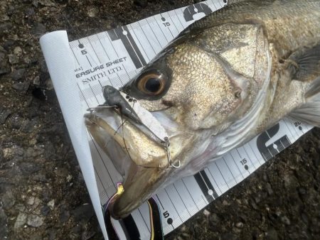 どちゃ濁りの導流堤