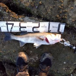 今までの、ぼうず続きが嘘のよう…