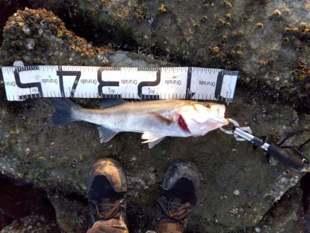 今までの、ぼうず続きが嘘のよう…