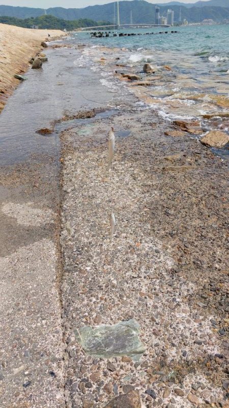 片男波（3回目）で釣果が上向き