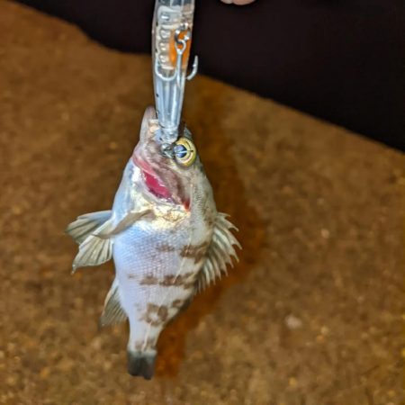 キス釣りとプラッキング