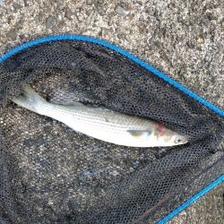 居着きの黒くてでかいシーバス