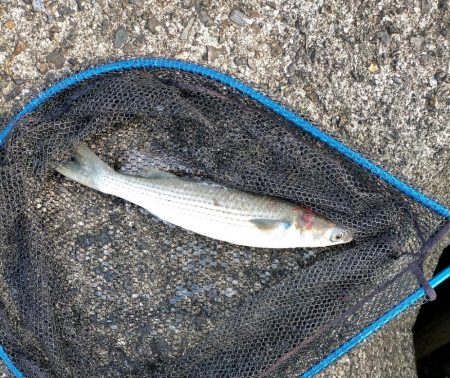 居着きの黒くてでかいシーバス