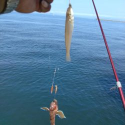 播磨新島のキス