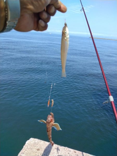 播磨新島のキス