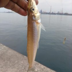 播磨新島のキス調査