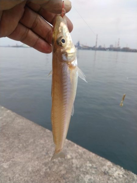 播磨新島のキス調査