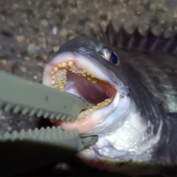 2024/06/21 南港ヘチ釣り釣行