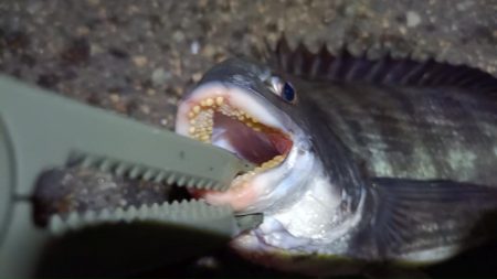 2024/06/21 南港ヘチ釣り釣行