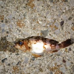 2匹しか？2匹も？