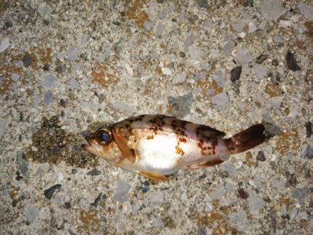 2匹しか？2匹も？