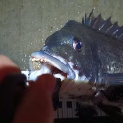 2024/06/28 南港ヘチ釣り釣行（短時間ヘチ釣行）