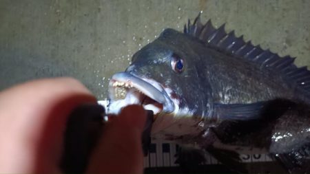 2024/06/28 南港ヘチ釣り釣行（短時間ヘチ釣行）