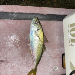 newロッド鱗付けに…