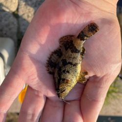 チヌもハネも大きいサイズがなかなか釣れない