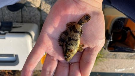 チヌもハネも大きいサイズがなかなか釣れない