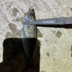 シーバス狙いからの…