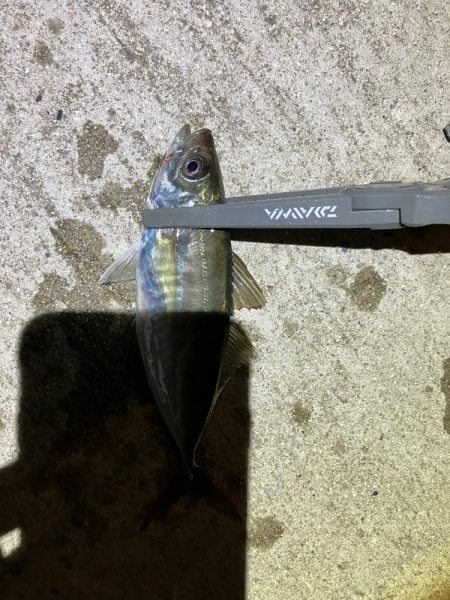 シーバス狙いからの…