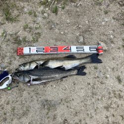 平日デイシーバス