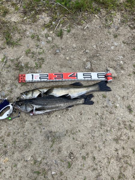 平日デイシーバス