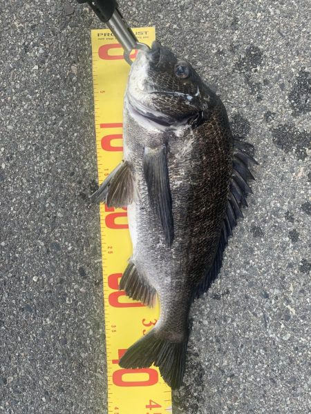 久しぶりの釣りにて。