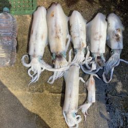 アオリイカとケンサキ