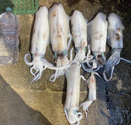 アオリイカとケンサキ