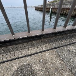 まだまだサビキには厳しい