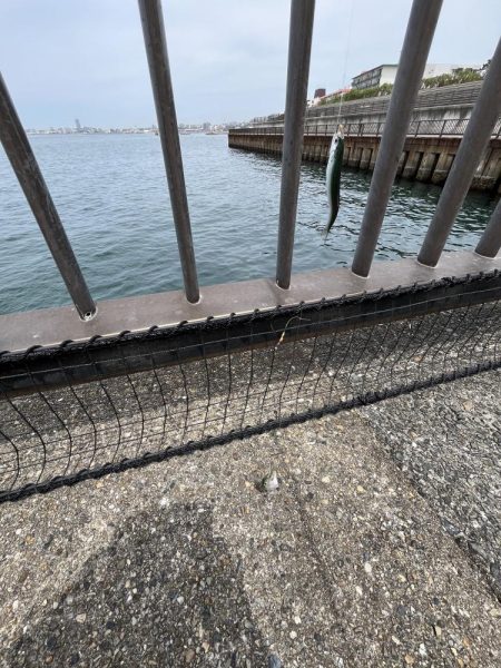 まだまだサビキには厳しい