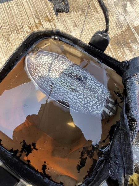 コウイか　再び