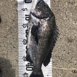 78匹‼️自己新