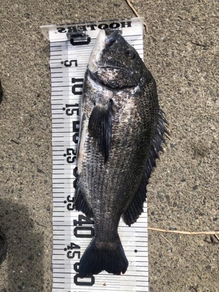 78匹‼️自己新