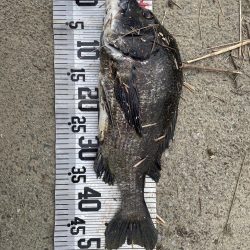 大漁‼️60匹‼️