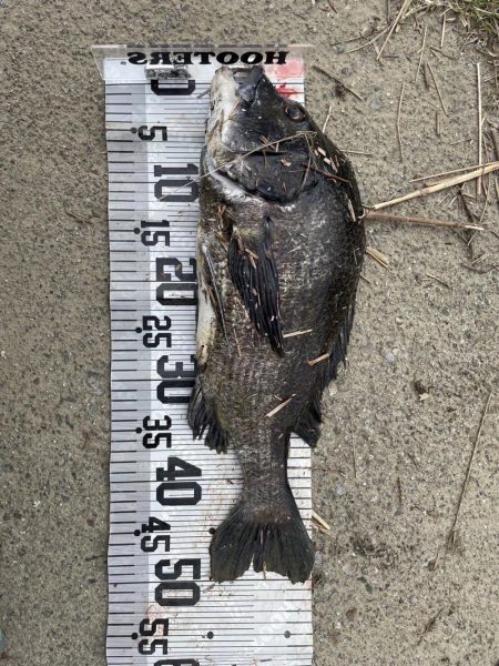 大漁‼️60匹‼️