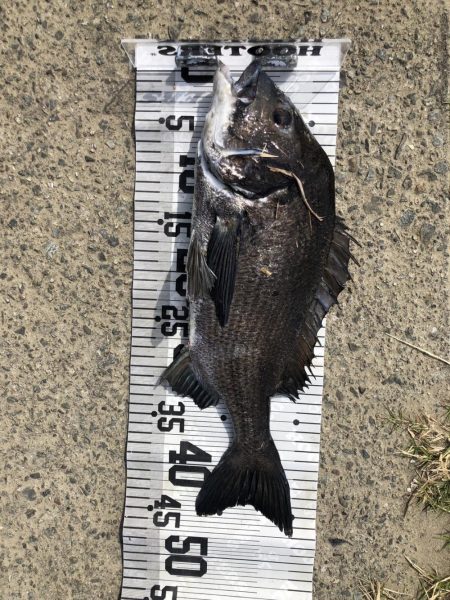 イチノ兄弟、釣果!