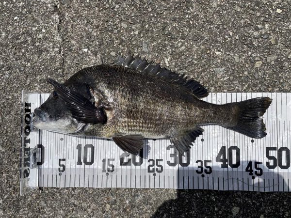 イチノ兄弟、釣果!