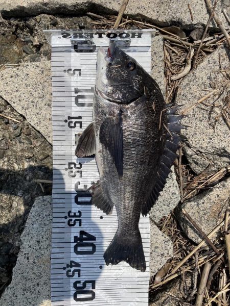 イチノ兄弟、釣果!