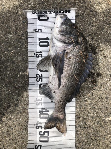 イチノ兄弟、釣果!