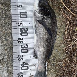 イチノ兄弟、釣果！