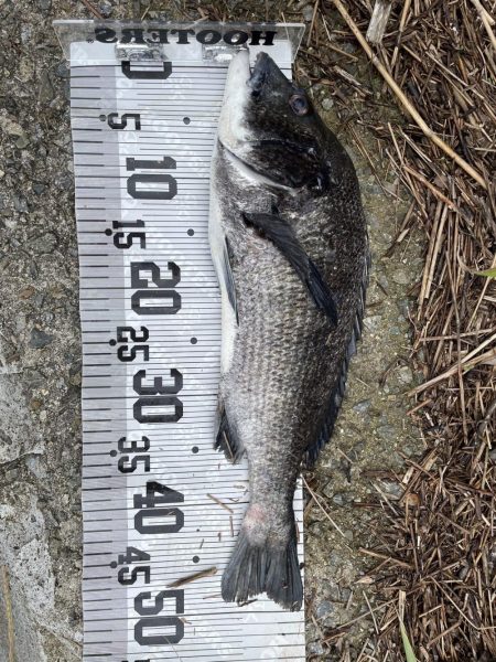 イチノ兄弟、釣果！