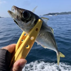 泉州丸さんで鬼アジ