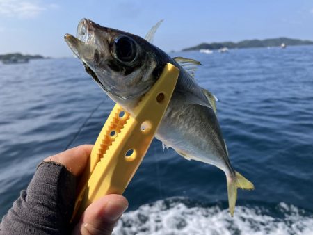 泉州丸さんで鬼アジ