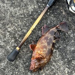 ガシラの合間にセイゴ