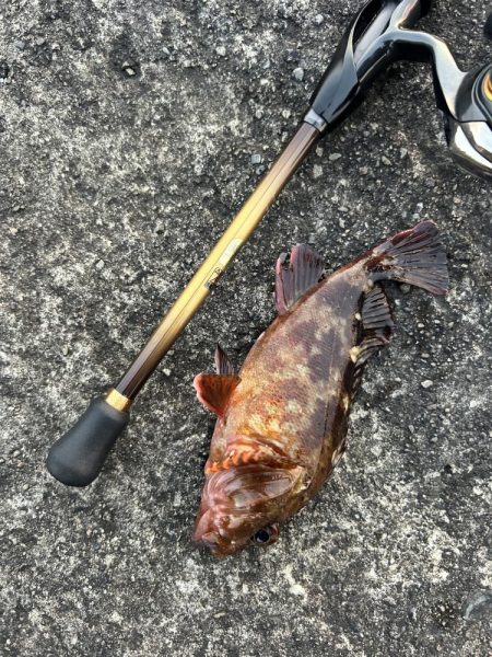 ガシラの合間にセイゴ