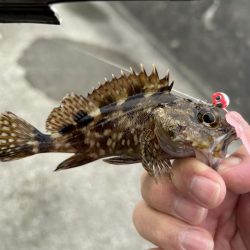 今年初の小オオモン
